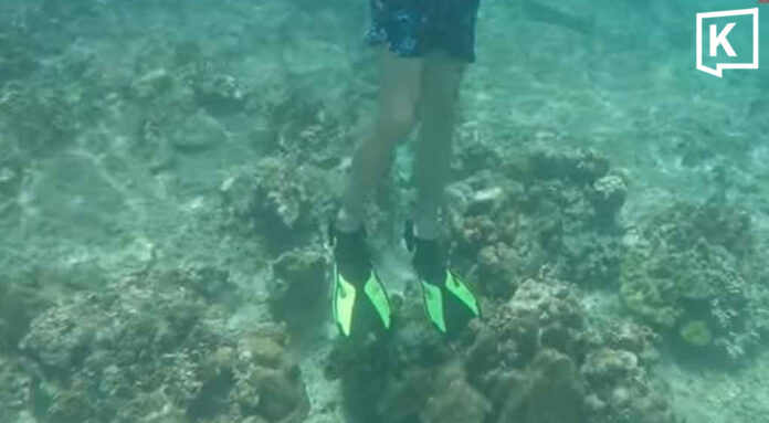 Guide sought after tourists seen stepping on Phi Phi coral Guide sought after tourists seen stepping on Phi Phi coral