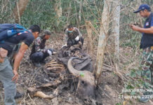 Local official suspected for forest fire, wildlife hunting Local official suspected for forest fire, wildlife hunting