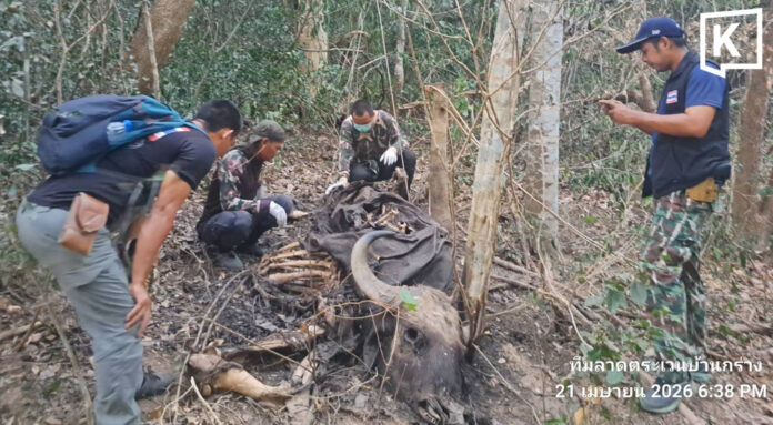 Local official suspected for forest fire, wildlife hunting Local official suspected for forest fire, wildlife hunting