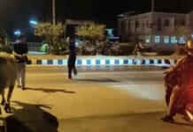 Police round up stray buffalo roaming road Police round up stray buffalo roaming road