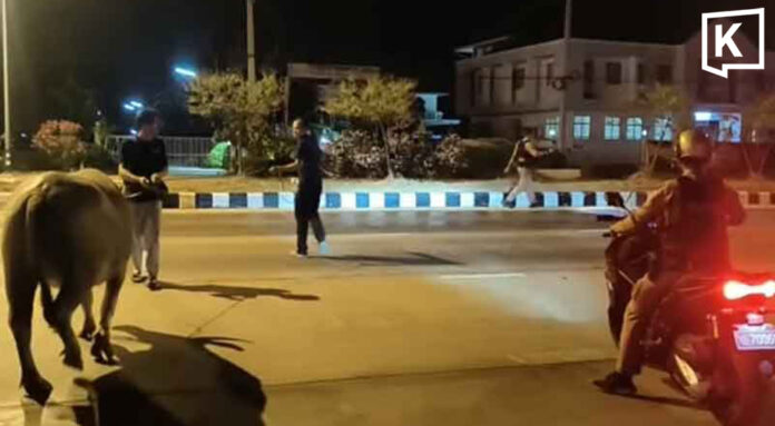 Police round up stray buffalo roaming road Police round up stray buffalo roaming road