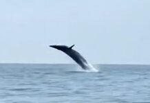 Rare Bryde’s whale family thrills tourists off Krabi coast Rare Bryde’s whale family thrills tourists off Krabi coast