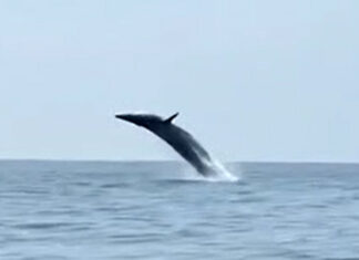 Rare Bryde’s whale family thrills tourists off Krabi coast Rare Bryde’s whale family thrills tourists off Krabi coast