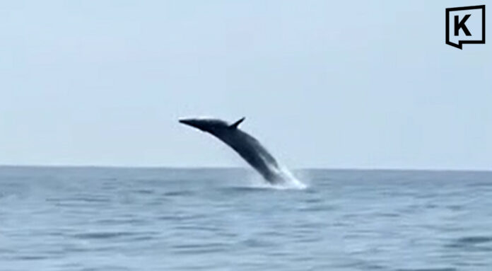Rare Bryde’s whale family thrills tourists off Krabi coast Rare Bryde’s whale family thrills tourists off Krabi coast