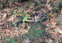 Skeleton found in forest Identified as missing man Skeleton found in forest Identified as missing man