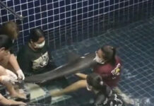 Spinner dolphin stranded in Phuket, vets race to save it Spinner dolphin stranded in Phuket, vets race to save it