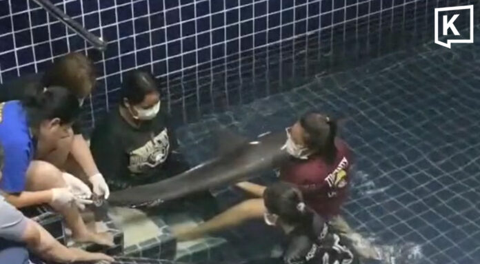 Spinner dolphin stranded in Phuket, vets race to save it Spinner dolphin stranded in Phuket, vets race to save it