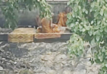 Suspected monks probed after video sparks outcry Suspected monks probed after video sparks outcry