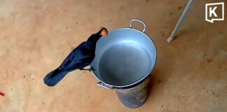 Teacher catches crow stealing boiled eggs on camera Teacher catches crow stealing boiled eggs on camera