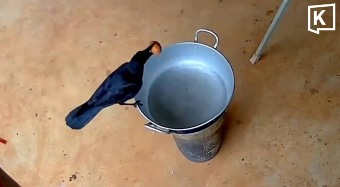 Teacher catches crow stealing boiled eggs on camera Teacher catches crow stealing boiled eggs on camera