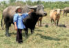 Thai farmers switch to buffaloes as fuel costs rise Thai farmers switch to buffaloes as fuel costs rise