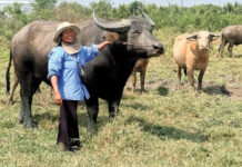 Thai farmers switch to buffaloes as fuel costs rise Thai farmers switch to buffaloes as fuel costs rise
