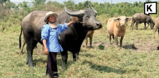 Thai farmers switch to buffaloes as fuel costs rise Thai farmers switch to buffaloes as fuel costs rise