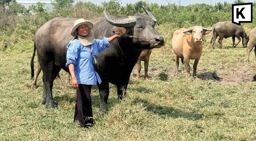 Thai farmers switch to buffaloes as fuel costs rise 1