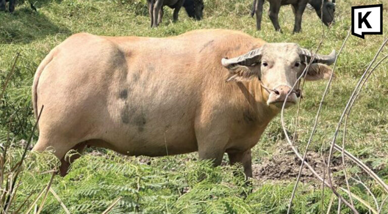 Thai farmers switch to buffaloes as fuel costs rise 2