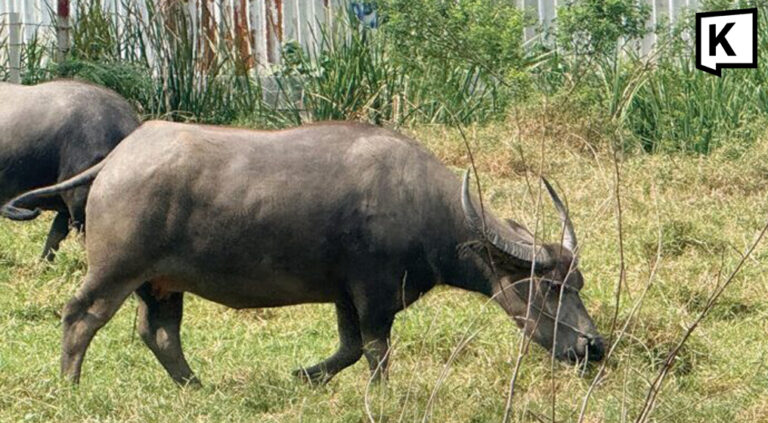 Thai farmers switch to buffaloes as fuel costs rise 3