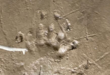 Thai villagers alarmed by crocodile-like tracks in river Thai villagers alarmed by crocodile-like tracks in river