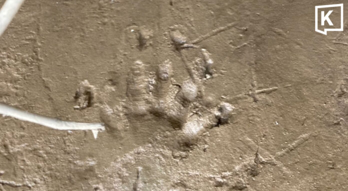 Thai villagers alarmed by crocodile-like tracks in river Thai villagers alarmed by crocodile-like tracks in river
