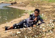 Thousands of butterflies draw tourists to Lam Chae https://www.khaosodenglish.com/news/2026/04/23/thousands-of-butterflies-draw-tourists-to-lam-chae/