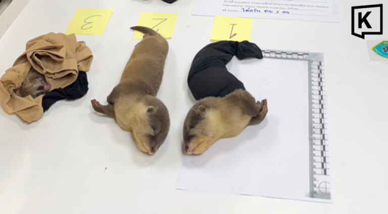 Two Taiwanese arrested for wildlife smuggling at airport 2