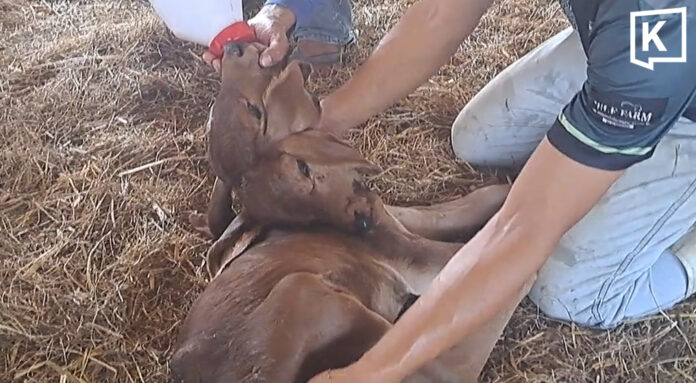 Two-headed calf draws attention after viral video in Khon Kaen Two-headed calf draws attention after viral video in Khon Kaen