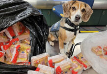 US K9 seizes 100 Thai pork sandwiches at airport check US K9 seizes 100 Thai pork sandwiches at airport check