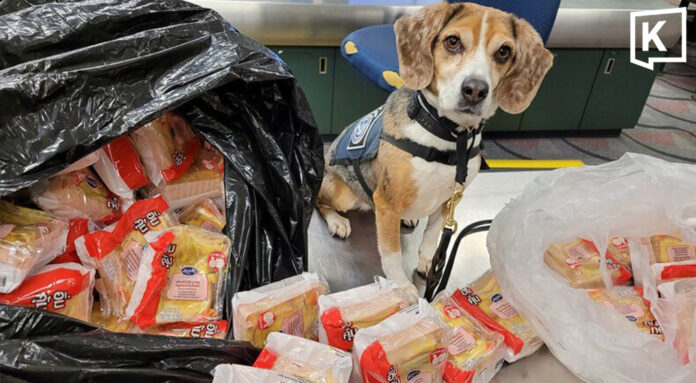 US K9 seizes 100 Thai pork sandwiches at airport check