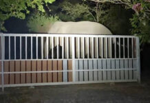 Wild elephant herd of 30 enters Nakhon Nayok village Wild elephant herd of 30 enters Nakhon Nayok village