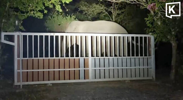 Wild elephant herd of 30 enters Nakhon Nayok village