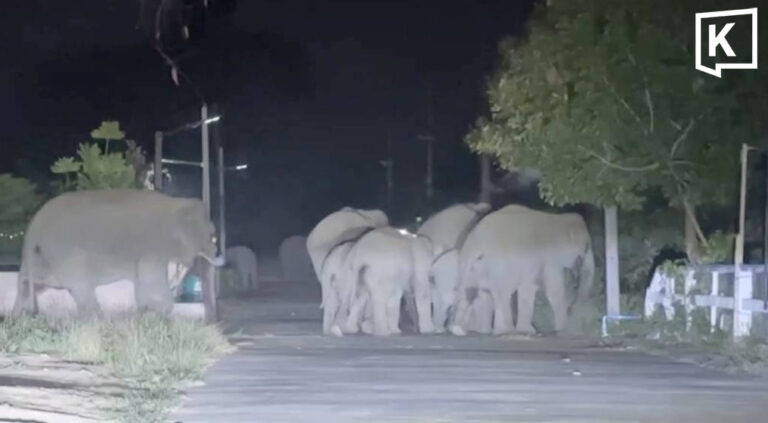 Wild elephant herd of 30 enters Nakhon Nayok village 2