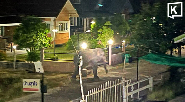 Wild elephant herd of 30 enters Nakhon Nayok village 3