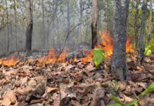 Wildfire near Mae Hong Son park quickly contained Wildfire near Mae Hong Son park quickly contained