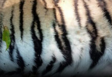 Young tigress found dead after territorial fight Young tigress found dead after territorial fight