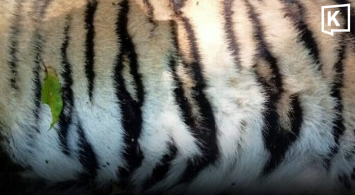Young tigress found dead after territorial fight
