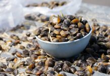 Sun-dried clams return as seasonal delicacy in Phatthalung