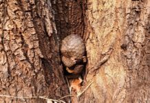 Injured pangolin rescued from wildfire zone Injured pangolin rescued from wildfire zone