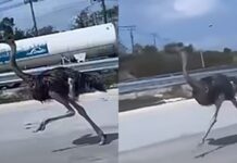 Ostrich spotted running 15 km along motorway in Chonburi