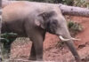 Well-known wild elephant “Plai Kor Kaew” shot dead in Chanthaburi