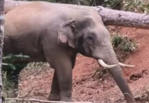 Well-known wild elephant “Plai Kor Kaew” shot dead in Chanthaburi