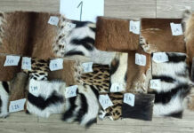 Thai police seize tiger skins, pangolin scales in raid on Nakhon Phanom shop