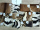 Thai police seize tiger skins, pangolin scales in raid on Nakhon Phanom shop PAAAAA1BMVEWurq51dlI4AAAAAXRSTlMmkutdmwAAAA5JREFUKM9jGAWjYJABAAKUAAHoEAeuAAAAAElFTkSuQmCC