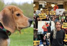 1,500 beagles will get new lives, warm laps after release from research facility