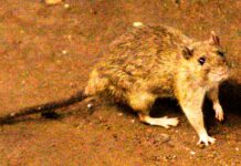 A suspected outbreak of the rare hantavirus on a cruise ship in the Atlantic kills 3 people