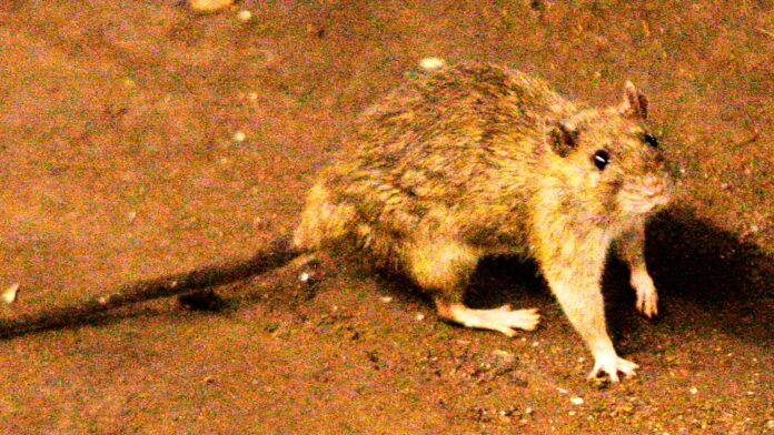 South Africa Hantavirus