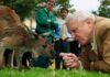 David Attenborough, the excited but hushed voice of nature programs, turns 100