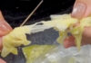 Khon Kaen probes tissue found inside fish dumpling Khon Kaen probes tissue found inside fish dumpling