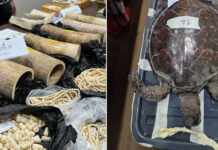 Police seize ivory worth 10 million baht in trafficking crackdown Police seize ivory worth $300,000 in trafficking crackdown