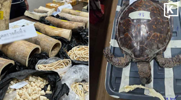Police seize ivory worth $300,000 in trafficking crackdown Police seize ivory worth $300,000 in trafficking crackdown