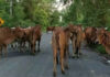 Thai officials seize 43 cattle near Cambodia border Thai officials seize 43 cattle near Cambodia border