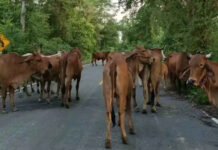 Thai officials seize 43 cattle near Cambodia border Thai officials seize 43 cattle near Cambodia border